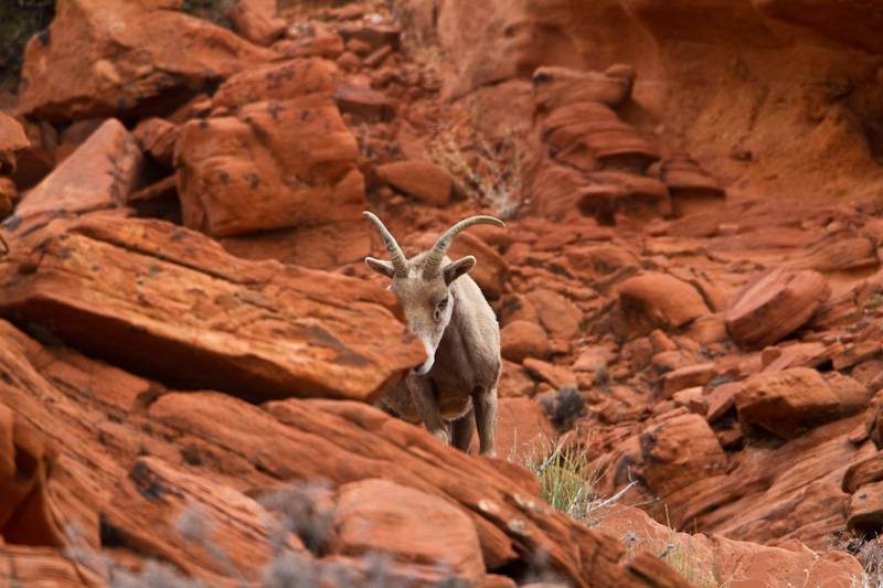 Bighorn On Slickrock